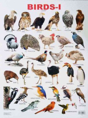 WALL CHART: BIRDS-1
